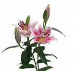Lilies / Orientals